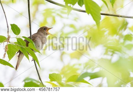 Thrush Nightingale, Luscinia Luscinia. A Bird Sits On A Branch And Sings