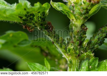 Aphids Curled Foliage, Close Up Leaf Curled On Cherry Tree, Prunus Sp, Caused By Black Cherry Aphid,