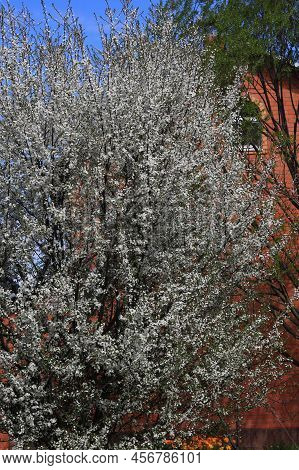 Blooming Cherry Tree In The Home Garden. Cherry Flowers In A Home Garden Close Up. A Bouquet Flowers