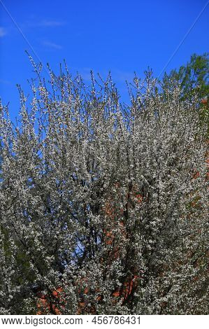 Blooming Cherry Tree In The Home Garden. Cherry Flowers In A Home Garden Close Up. A Bouquet Flowers