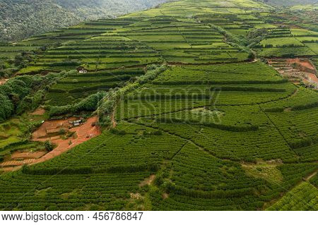 Top View Of Tea Estate Landscape, Sri Lanka. Landscape With Green Fields Of Tea. Nuwara Eliya, Sri L