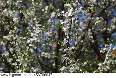 Blooming Cherry Tree In The Home Garden. Cherry Flowers In A Home Garden Close Up. A Bouquet Flowers