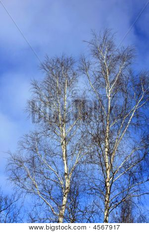 Os topos de bétula no fundo de nuvens e céu azul