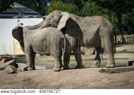 Male African Elphant Advances On Famele On Enclosure