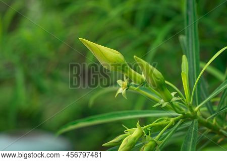 The Bright Red Nerium Oleander Flowers Are So Beautiful