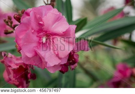 The Bright Red Nerium Oleander Flowers Are So Beautiful