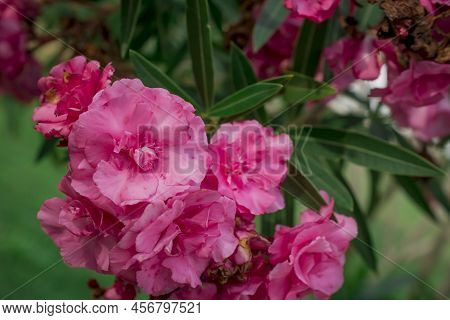 The Bright Red Nerium Oleander Flowers Are So Beautiful