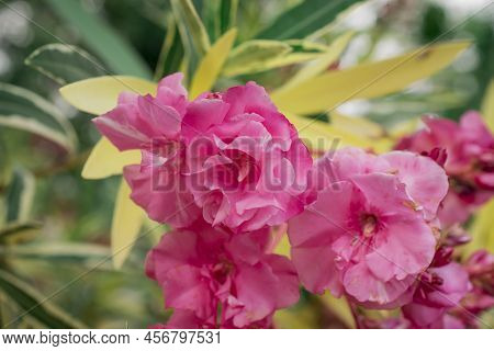 The Bright Red Nerium Oleander Flowers Are So Beautiful