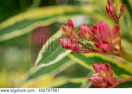 The Bright Red Nerium Oleander Flowers Are So Beautiful