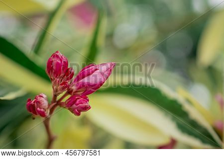 The Bright Red Nerium Oleander Flowers Are So Beautiful