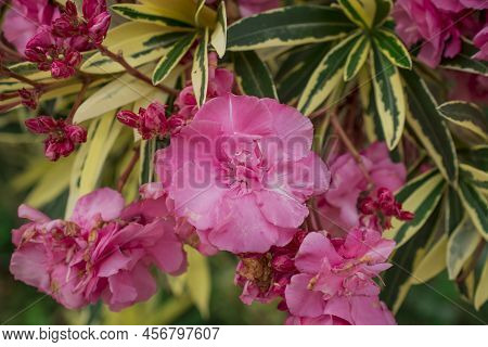 The Bright Red Nerium Oleander Flowers Are So Beautiful