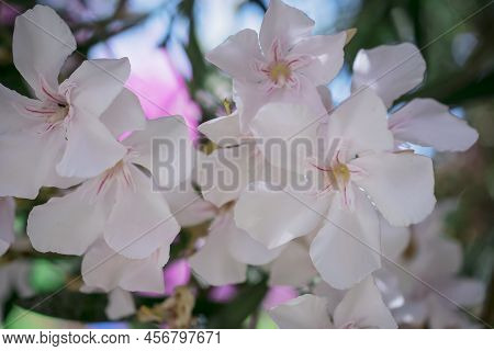 The Bright Red Nerium Oleander Flowers Are So Beautiful