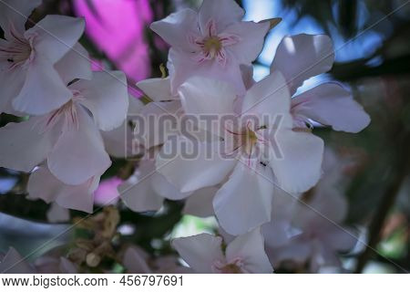 The Bright Red Nerium Oleander Flowers Are So Beautiful