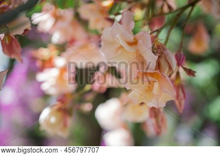 The Bright Red Nerium Oleander Flowers Are So Beautiful