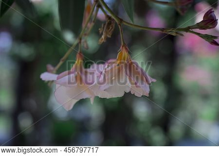 The Bright Red Nerium Oleander Flowers Are So Beautiful