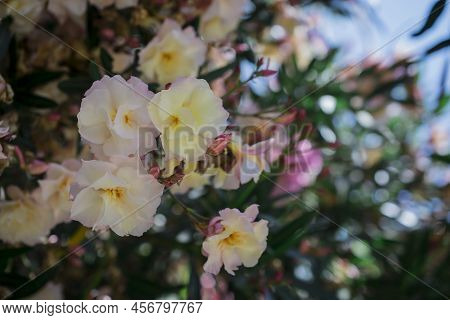 The Bright Red Nerium Oleander Flowers Are So Beautiful
