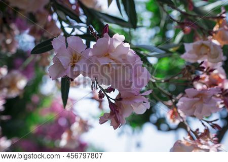 The Bright Red Nerium Oleander Flowers Are So Beautiful