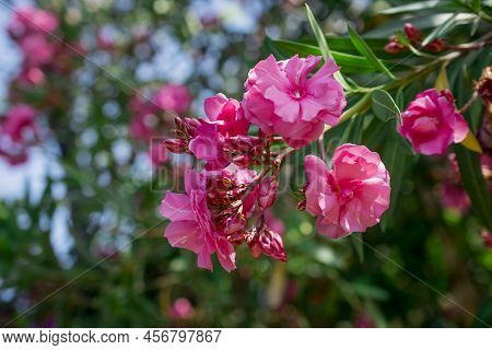 The Bright Red Nerium Oleander Flowers Are So Beautiful