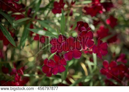 The Bright Red Nerium Oleander Flowers Are So Beautiful