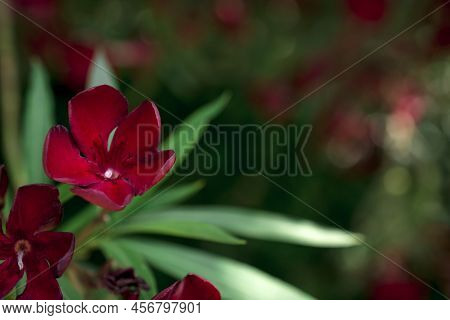 The Bright Red Nerium Oleander Flowers Are So Beautiful
