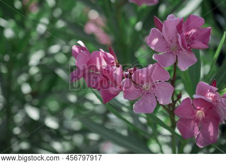 The Bright Red Nerium Oleander Flowers Are So Beautiful