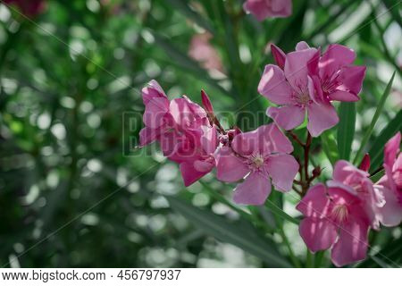 The Bright Red Nerium Oleander Flowers Are So Beautiful