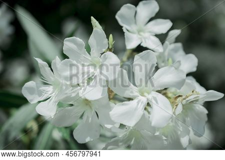 The Bright Nerium Oleander Flowers Are So Beautiful