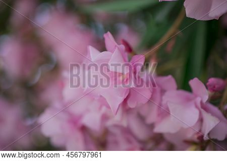 The Bright Red Nerium Oleander Flowers Are So Beautiful