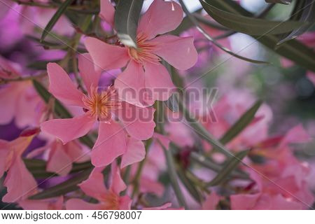 The Bright Red Nerium Oleander Flowers Are So Beautiful