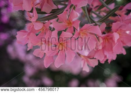 The Bright Red Nerium Oleander Flowers Are So Beautiful