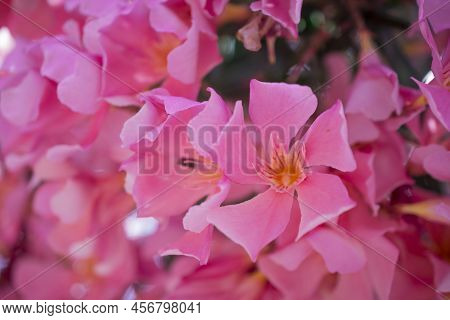 The Bright Red Nerium Oleander Flowers Are So Beautiful