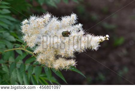 Inflorescences Of Sorbaria Sorbifolia (latin Sorbaria Sorbifolia) Or False Spirea
