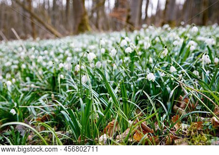 Beautiful Blooming Early Spring Snowflake Flowers Leucojum Vernum In A Spring Forest. Forest Floor C