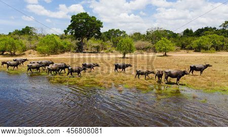 Top View Of Wild Animals And Birds In Their Natural Habitat. Kumana National Park. Sri Lanka.