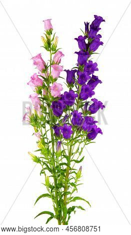 Campanula Medium Flowers Isolated On White Background. Bouquet Of Canterbury Bells Or Bell Flower
