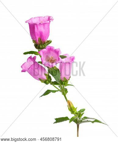 Campanula Medium Flowers Isolated On White Background. Pink Flowers Canterbury Bells Or Bell Flower