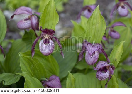 Cypripedium Blossom Purple Lilac Flower Close-up. Cypripedium Orchid Blooming In Nature Photography