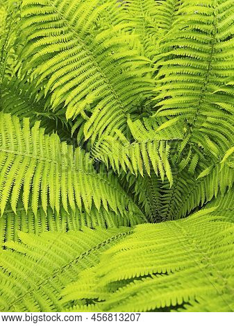 A Young Fern Bush With Bright Green Leaves. A Pattern Of Fern Leaves. Green Background