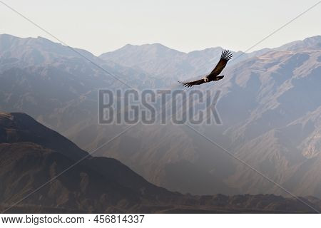 Andean Condor (vultur Gryphus) Soaring Over The Andes Montains Near Tupungato, Province Of Mendoza, 