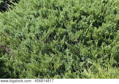 Pfitzer Juniper Shrub Branches In The Spring