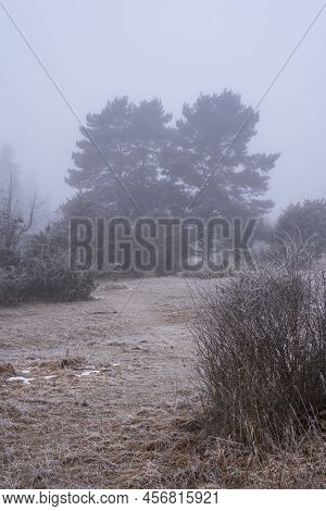 A Juniper Heathland In Swabian Alb On A Foggy Day In Winter