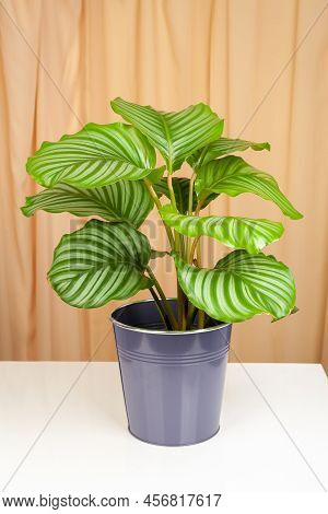 Calathea Orbifolia Plant In Pot Isolated On A Fabric Curtains Background.