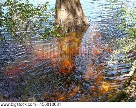 Sunlight Highlights Tannic Acid Produced From Vegetation In The Blackwater River Surrounding A Cypre