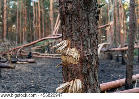 Tree Trunk Damaged By Shrapnel. Broken Trees In Woods After Bombing Or Artillery Fire. Female Rottwe