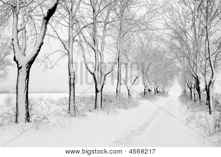 Rows Of Snowbound Trees In The Park