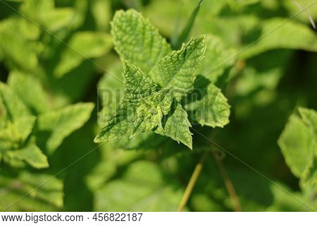 Fragrant Wild Mint Green Chlorophyll Mint Leaf