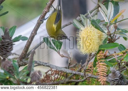 New Zealand Bellbird Feeding On Nectar In Yellow Myrtle Or Bottlebrush Tree At Okarito, Westland New