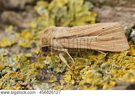 Closeup On The Smoky Wainscot Owlet Moth, Mythimna Impura Sitting On A Lichen Covered Wood In The Ga