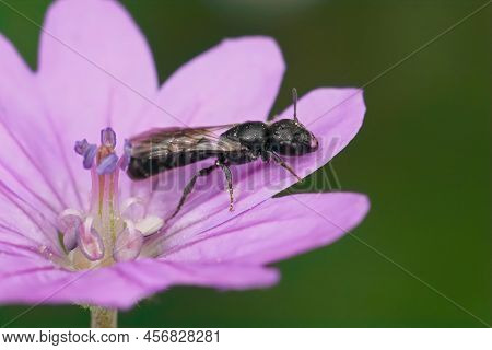 Closeup On A Small Harebell Carpenter Bee, Chelostoma Campanularum, Resting In A Purple Geranium Pyr