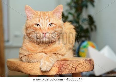 Hermoso gato rojo grande mintiendo y posando en casa en el taburete de madera